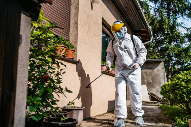 Best Wasp Removal Services  in Holley, FL