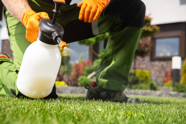 Best Insect Control  in Holley, FL