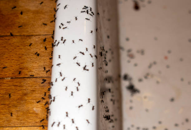 Best Pest Inspection Near Me  in Holley, FL