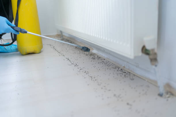 Best Pest Prevention Services  in Holley, FL
