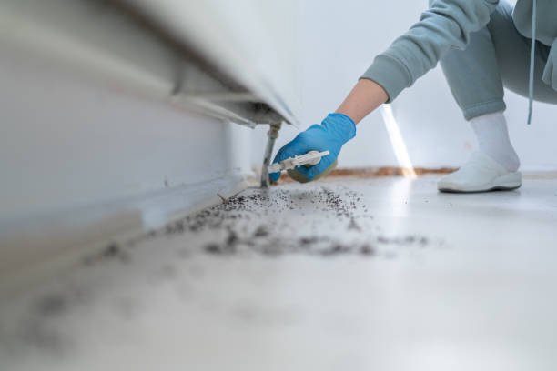 Best Local Pest Control Services  in Holley, FL